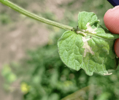 Como o Grupo Hubel travou a Tuta absoluta com ajuda do Wisecrop