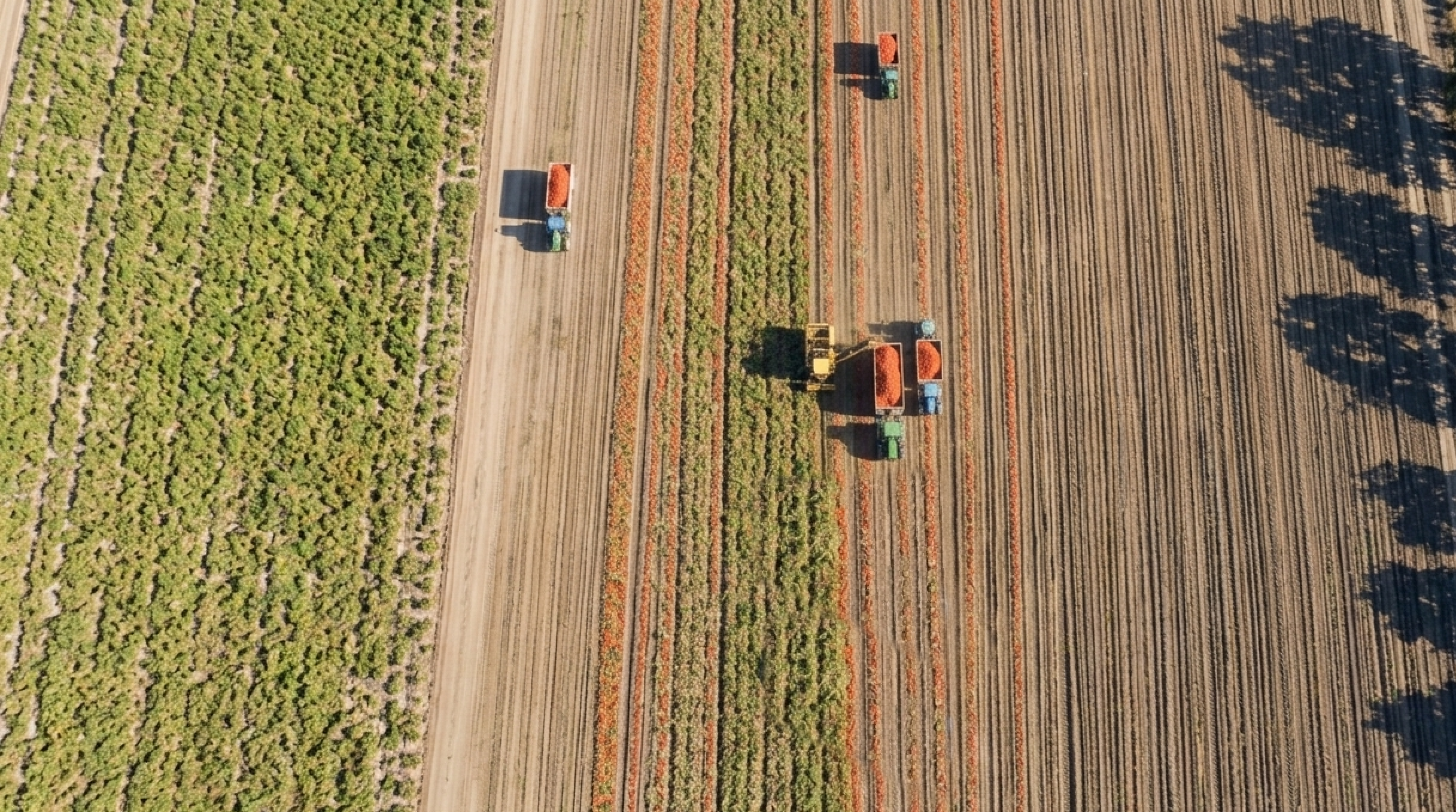 Tomato field Tractores