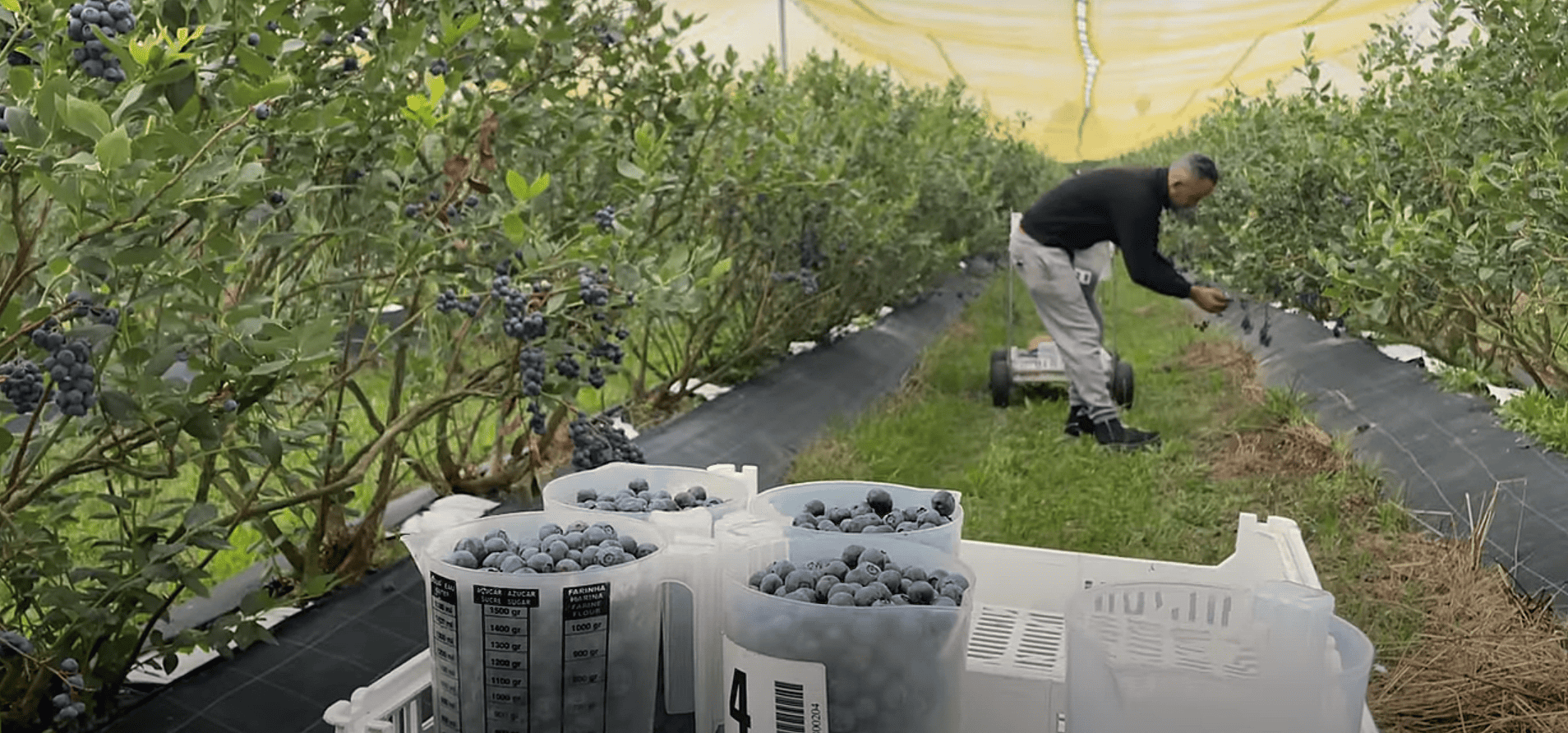 Colheita Mirtilo Fruitrack