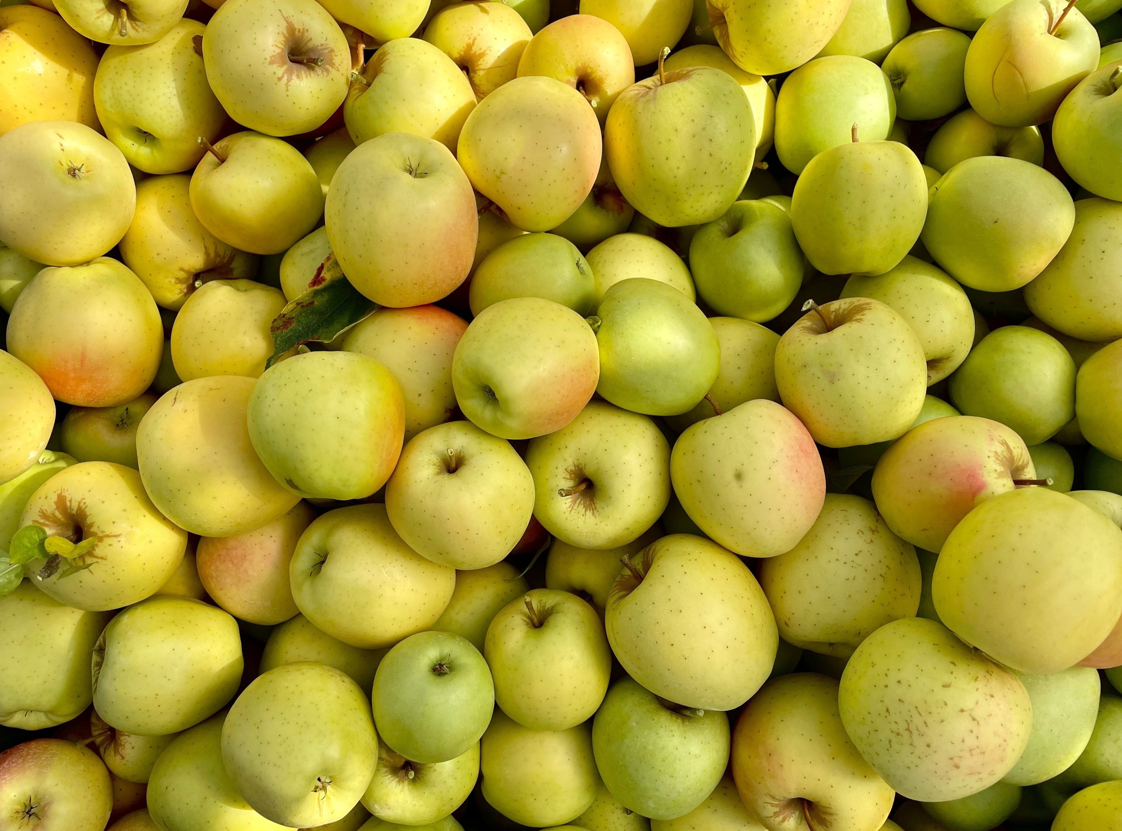 Maça colheita palote