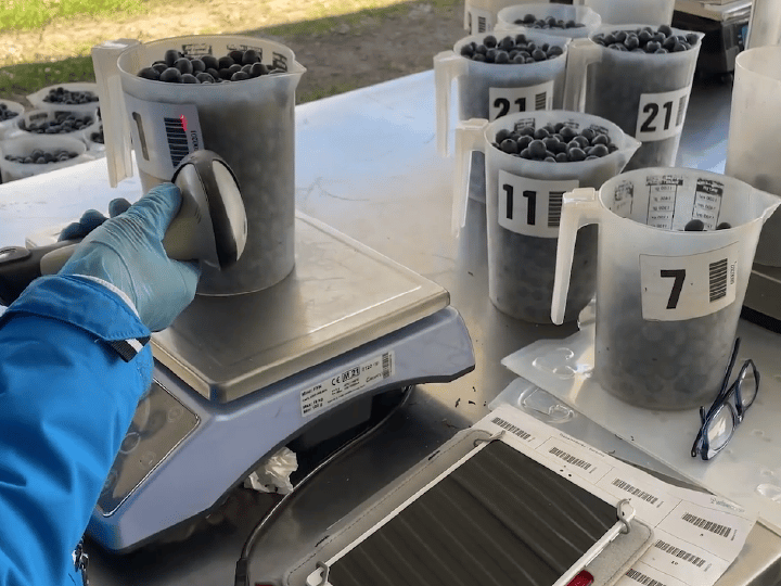 Rastreabilidade Mirtilo Fruitrack