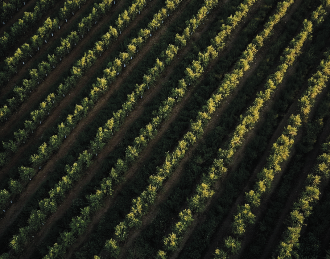 Gemini_Generated_Image_x4cdwbx4cdwbx4cd-1