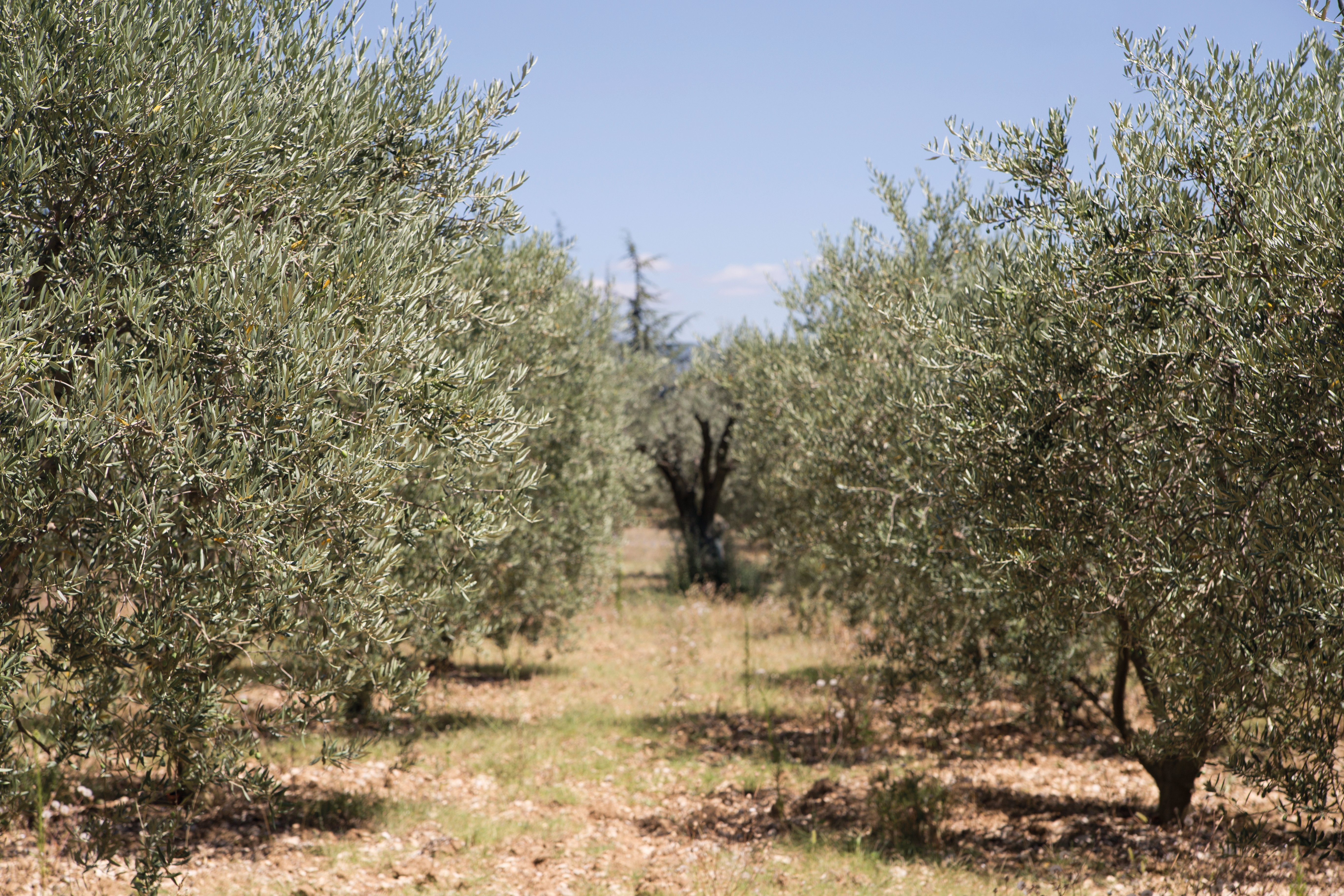 olive-trees (2)