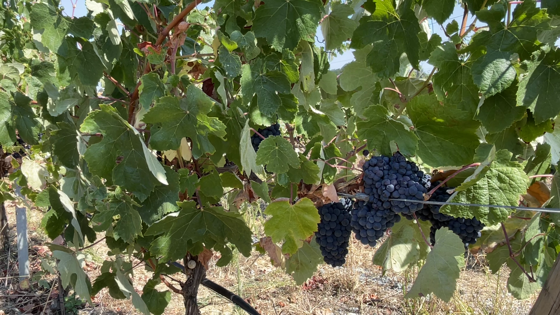 vlcsnap-2025-09-22-14h56m47s695