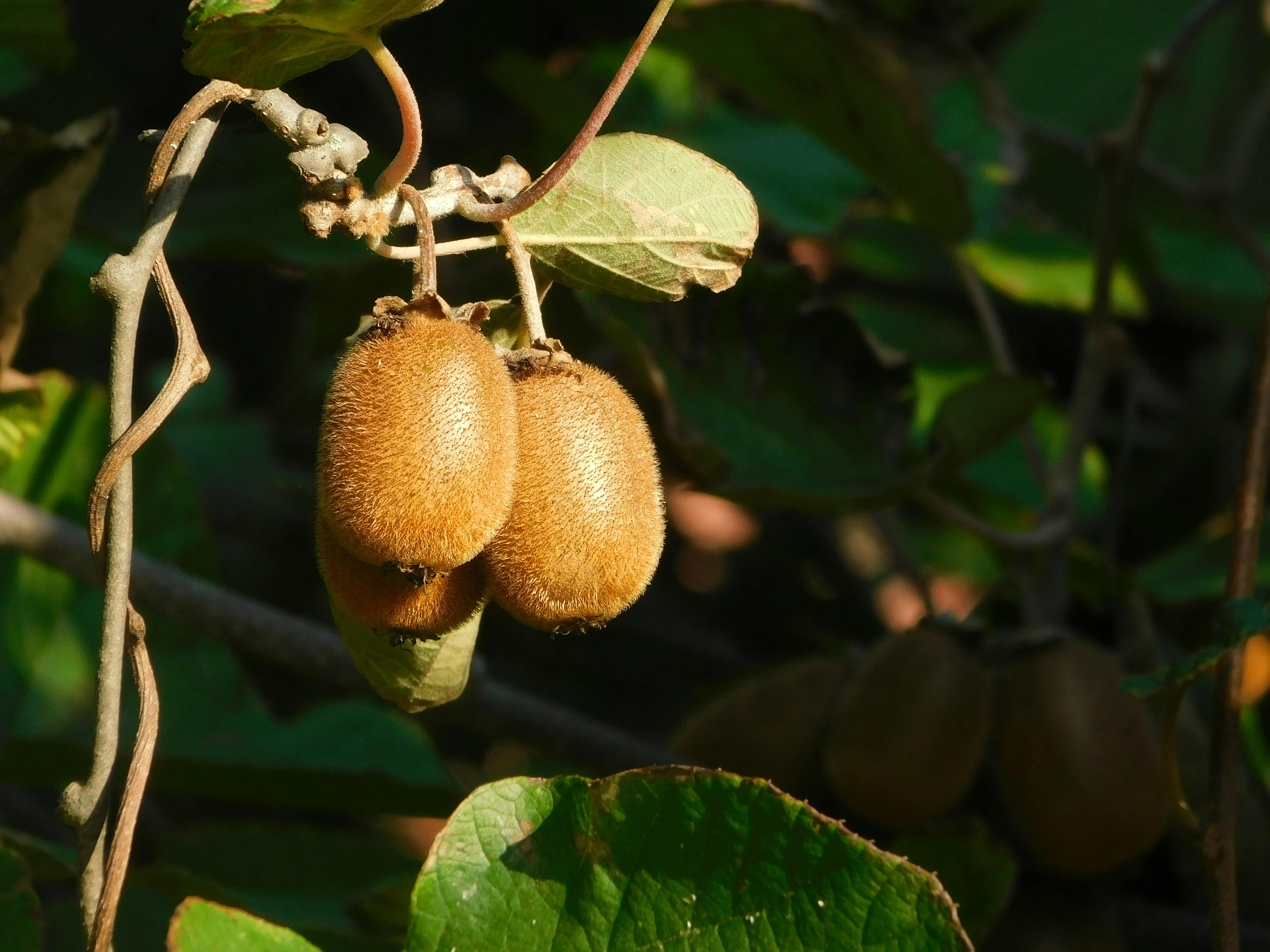 pexels-robert-kota-2404597-33782373