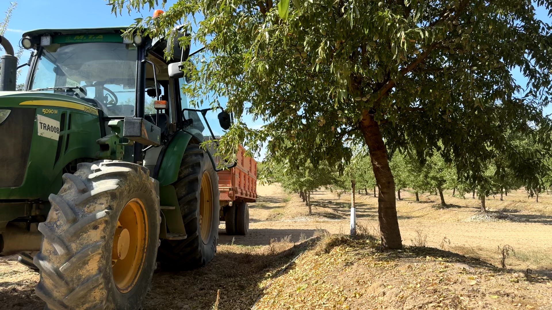 Tractor during almond harvest