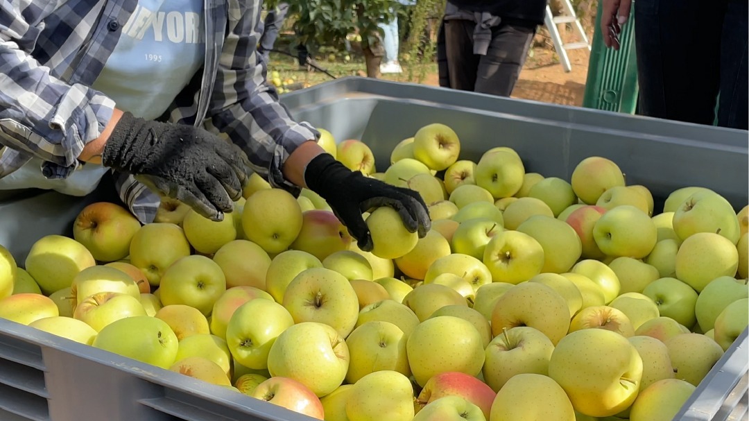 Prancheta 1 cópia 4