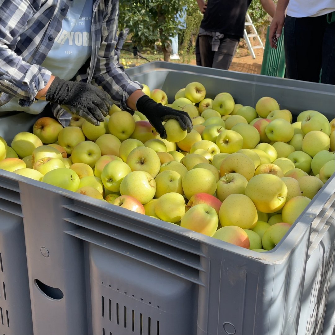 Maça colheita palote