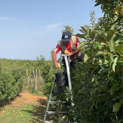Ricardo monitoriza a colheita e otimiza a mão de obra que representa 60% dos custos