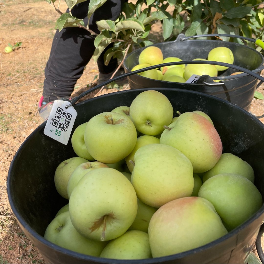 Balde maça Fruitack com Código QR