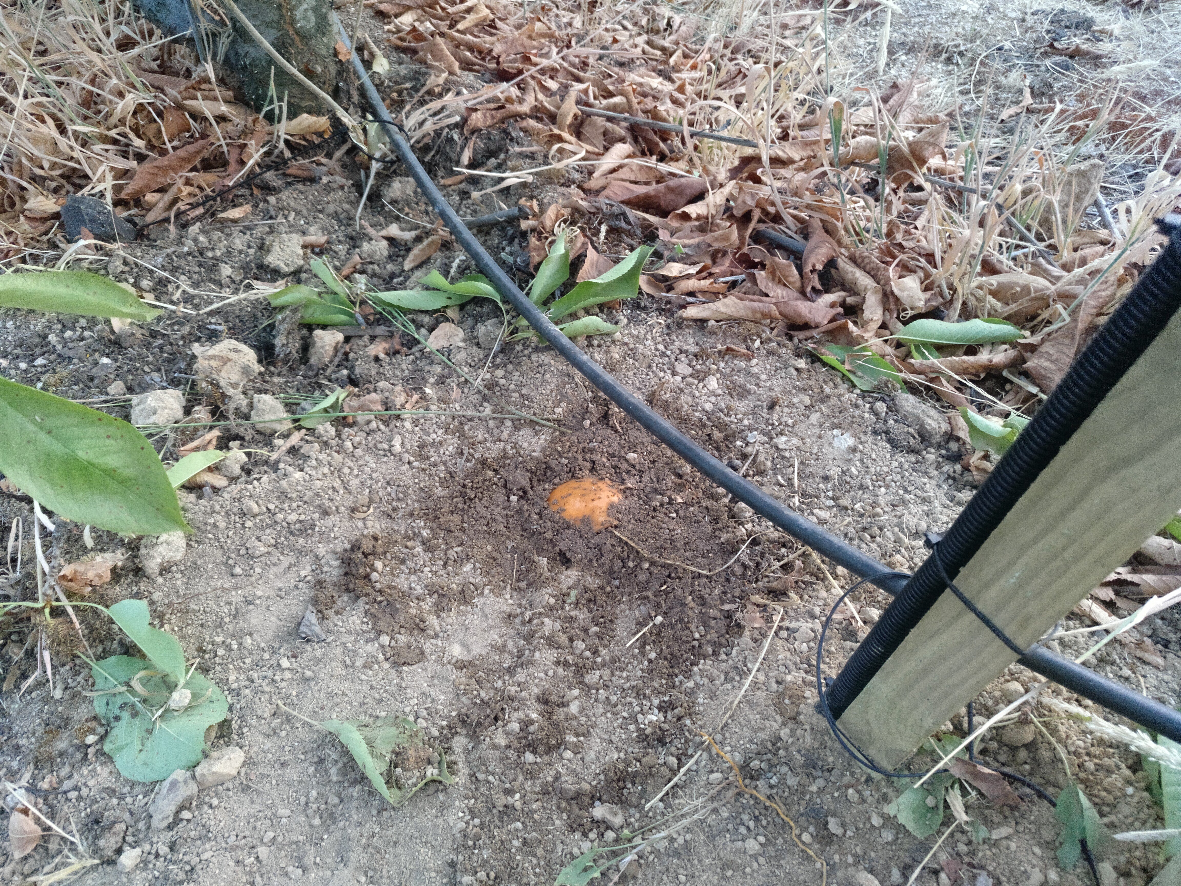 IMG_20190808_203228_224