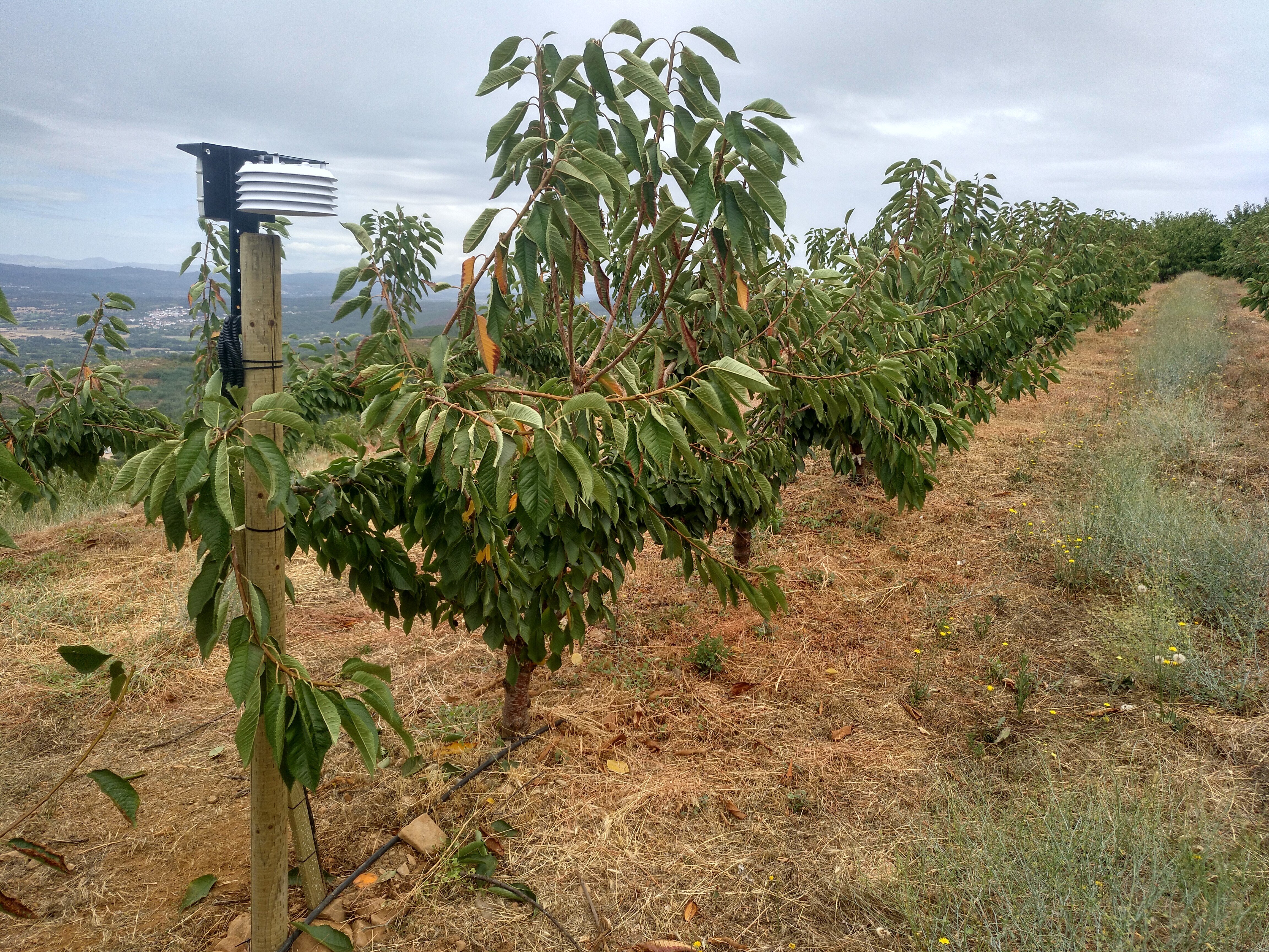 IMG_20190809_131837_070