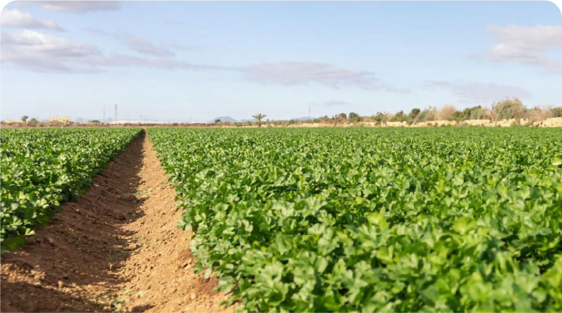 Mais Histórias - Horticultura