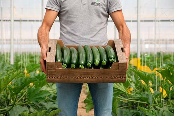 bandeja-calabacin (1)