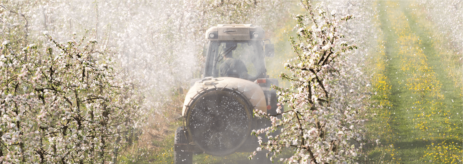 app-fitossanidade-banner