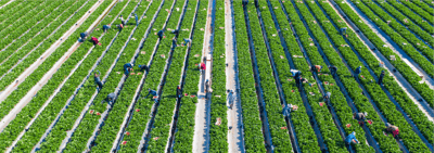 Un sector con menos trabajadores: cómo la agricultura portuguesa está respondiendo a la falta de mano de obra