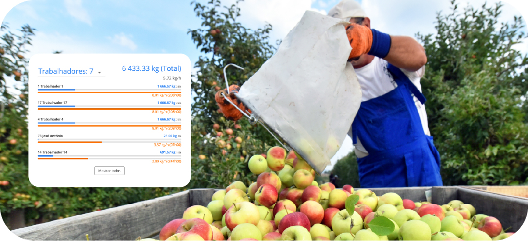 Trabalhador de campo durante colheita de maçã