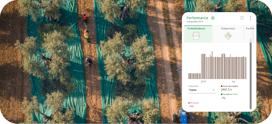 Desempenho de colheita manual de azeitona em olival
