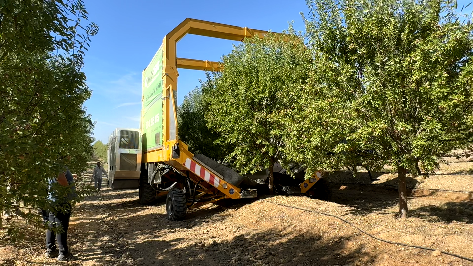 colheita mecanizada amendoal