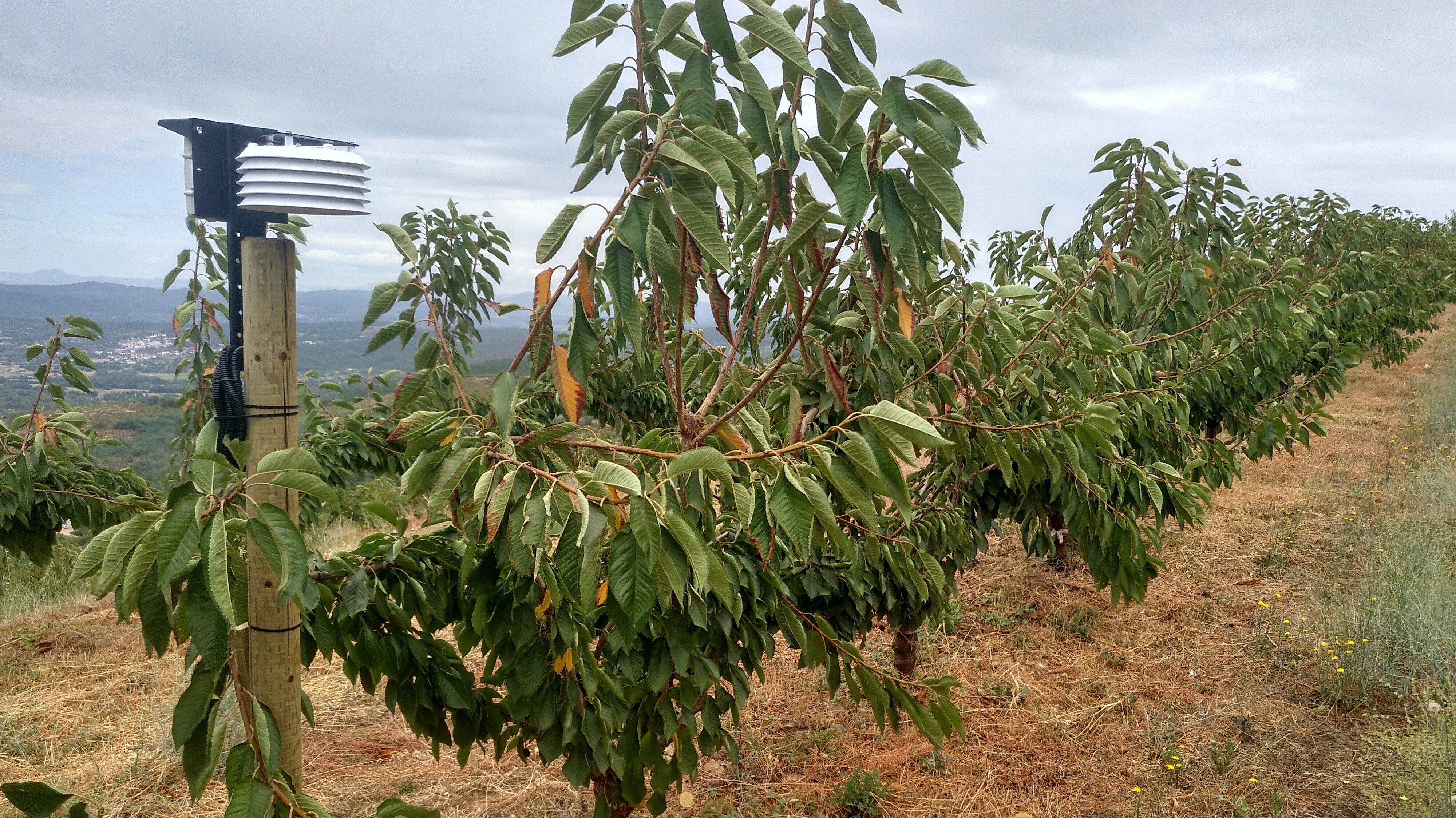 produção de cereja
