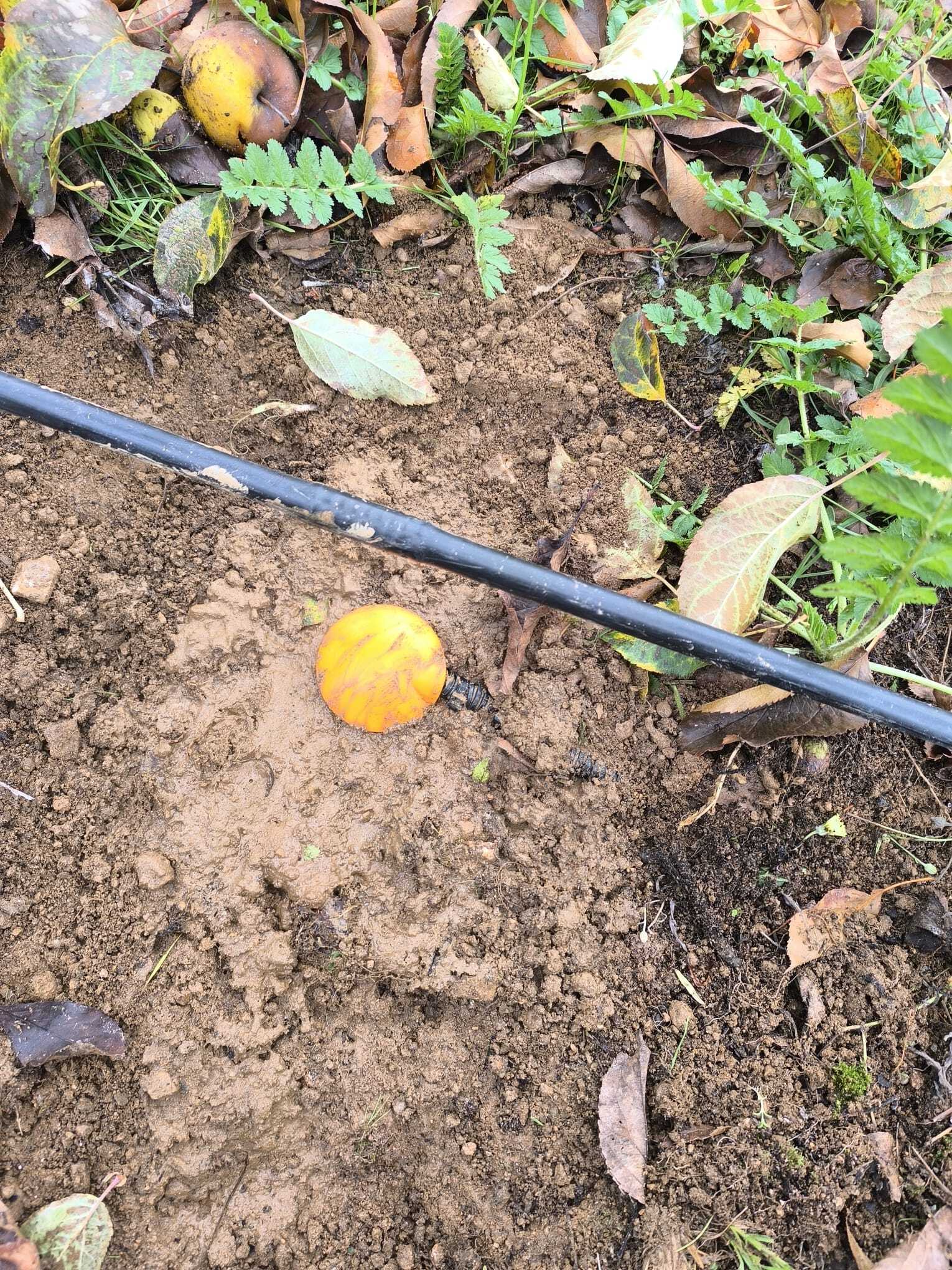 WhatsApp Image 2024-12-02 at 09.11.48 (1)