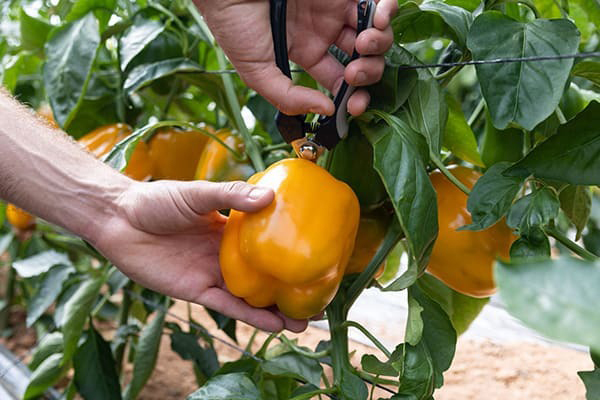 pimiento-amarillo (1)