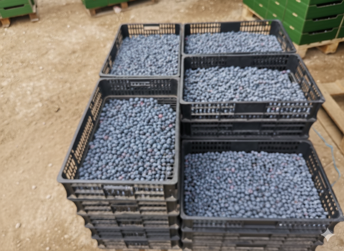 Gemini_Generated_Image_64bg7h64bg7h64bg