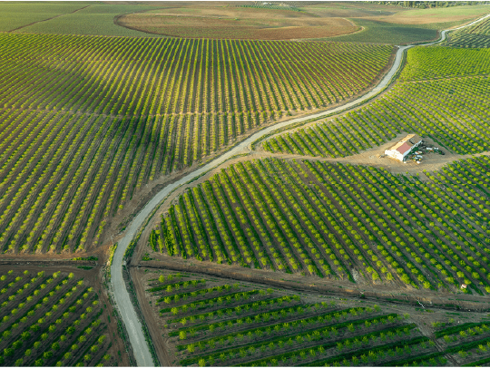 Almond plantation