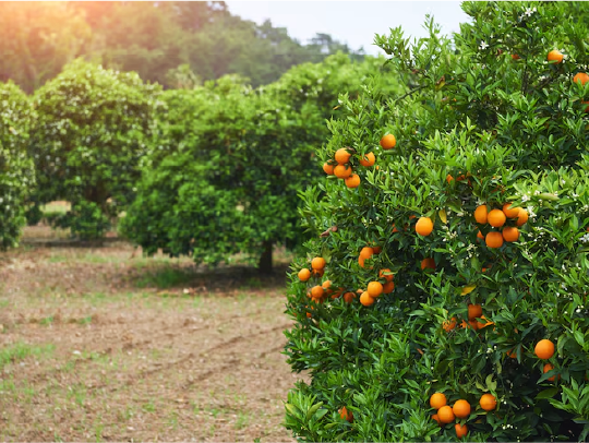 orange farm