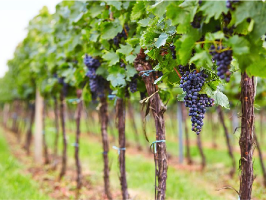 vineyard