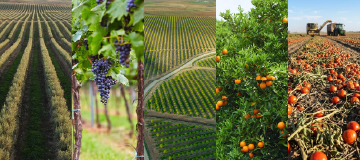 Crops