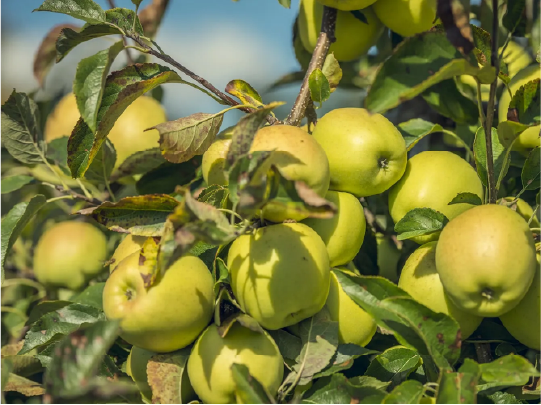 frutícolas