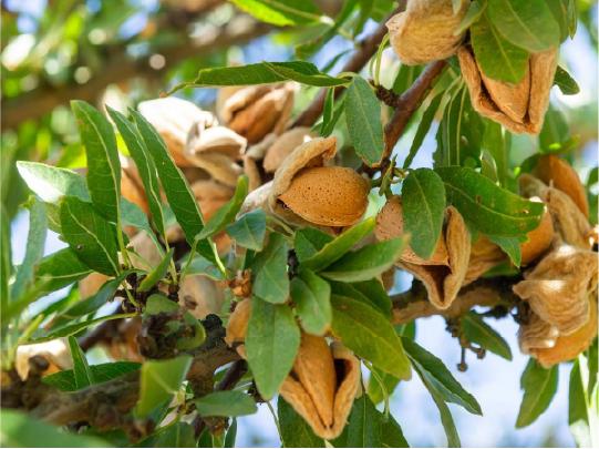 frutos secos-1