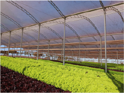 horticolas estufa