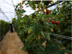 pequenos frutos estufa
