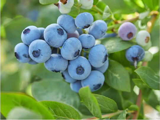 pequenos frutos-1