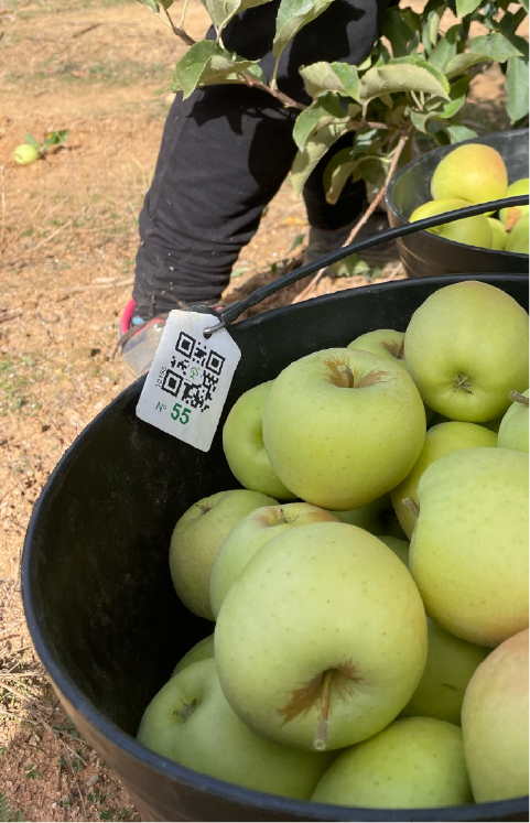 apple harvest monitoring