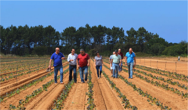 multiple farmers on fields
