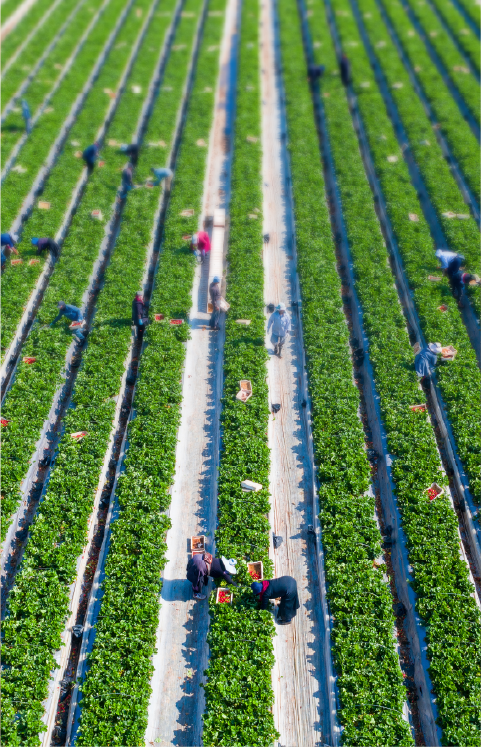 strawberry harvest